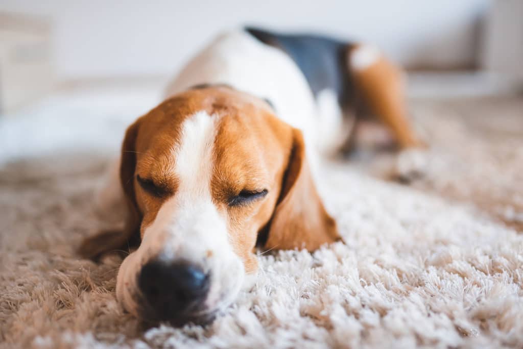 How To Eliminate Pet Urine From Your Area Rug (and How Not To)
