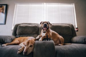 Pets can damage upholstery: Use protectant to make the results of a cleaning last longer. 