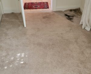 Water damage on carpet in basement